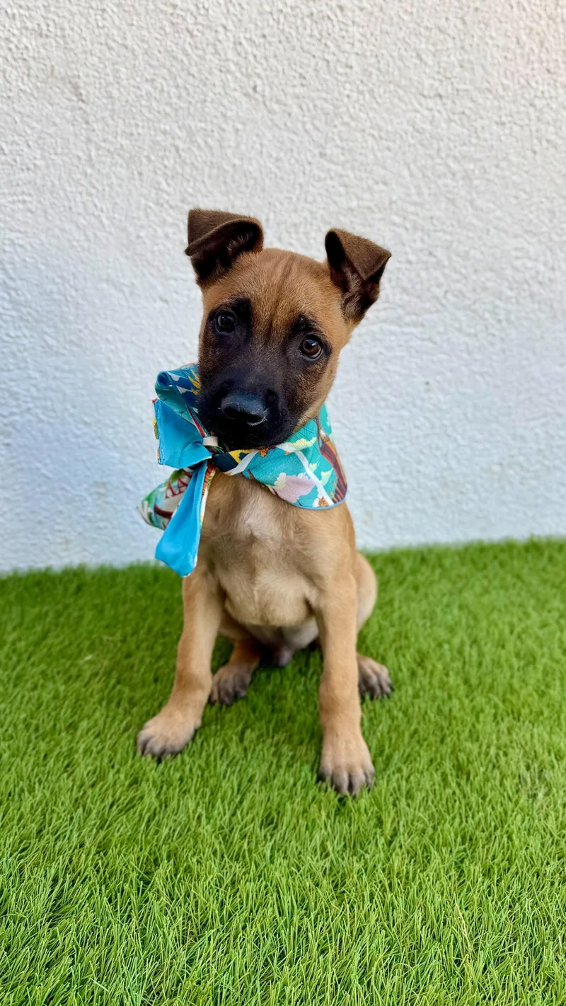 Espresso thumbnail 2