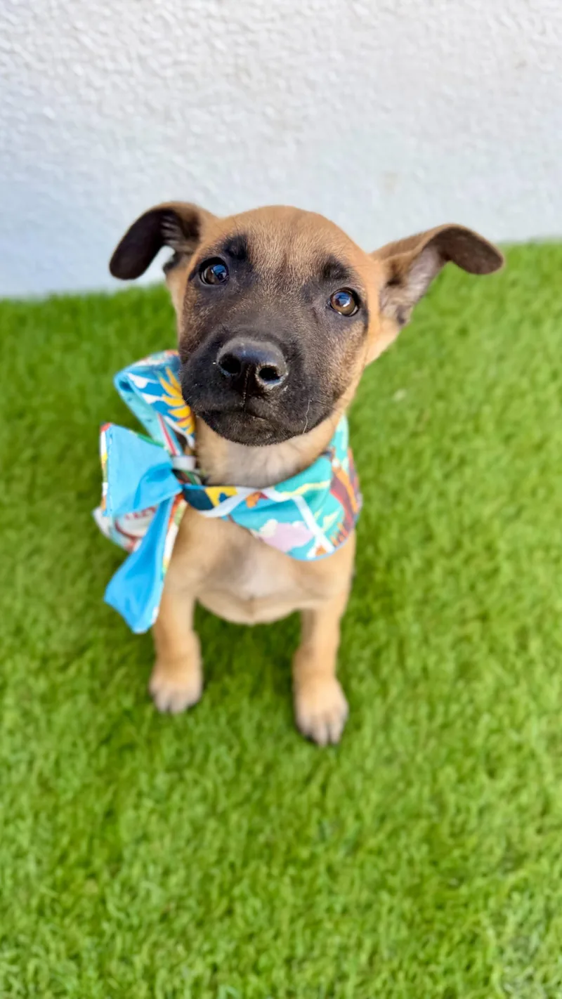 Espresso thumbnail 3