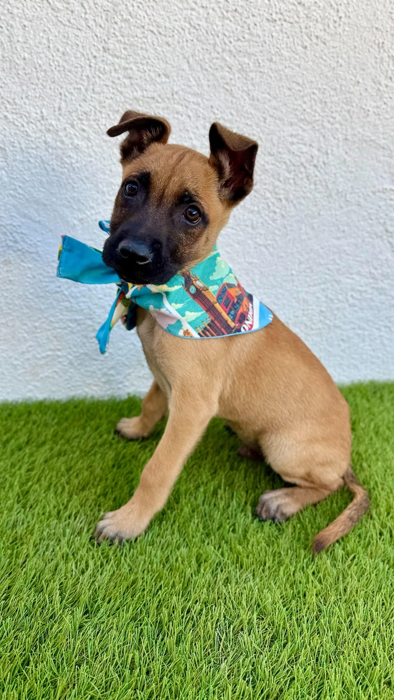 Espresso thumbnail 4