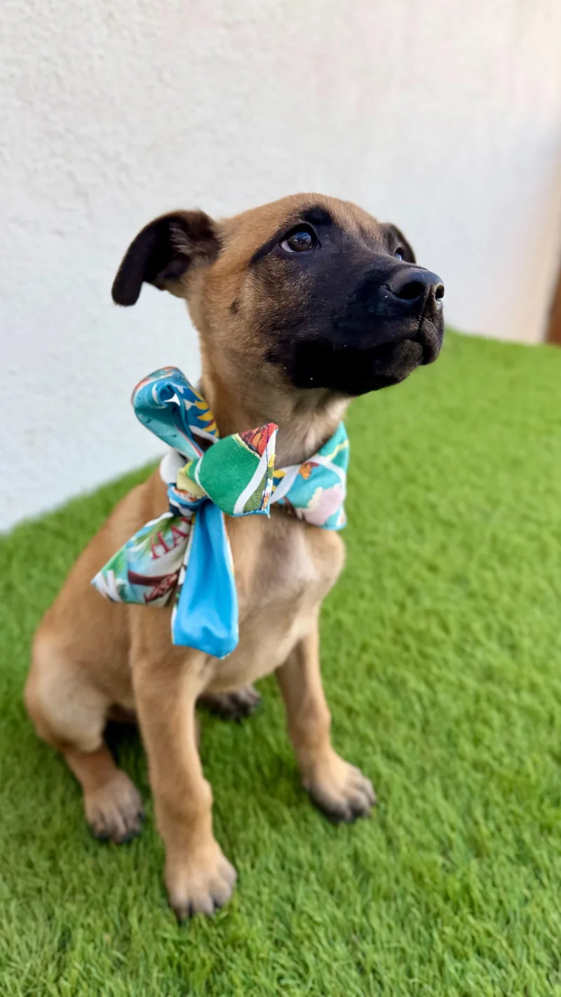 Espresso thumbnail 5