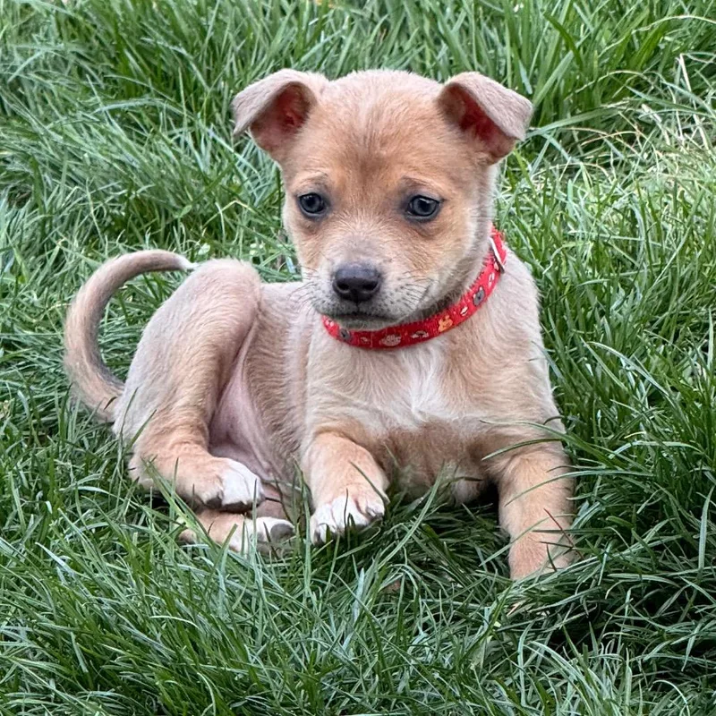 A baby small-sized female Chihuahua dog named Biscuit for adoption in Columbus, OH