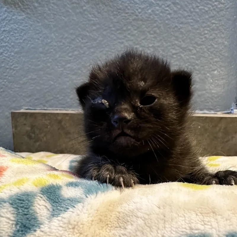 A baby small-sized male Black Domestic Short Hair cat named Insignia for adoption in Kanab, UT