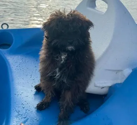 Finn