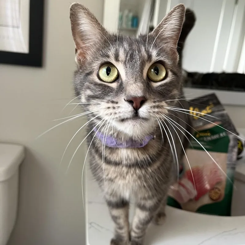 An adult medium-sized female Gray / Blue / Silver Domestic Short Hair cat named Ninny for adoption in Ferndale, MI