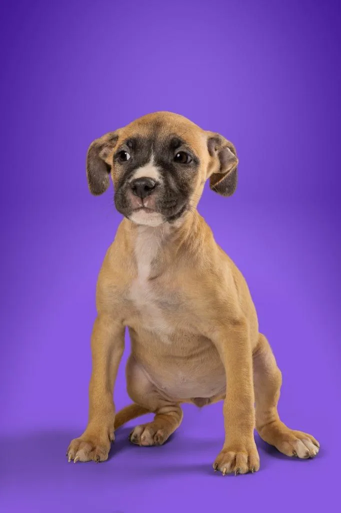 A young medium-sized female Terrier dog named Andie Anderson for adoption in Tyler, TX