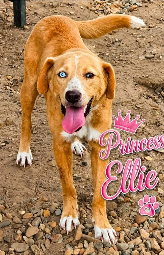 A baby medium-sized female Labrador Retriever dog named Princess Ellie for adoption in El Dorado, AR