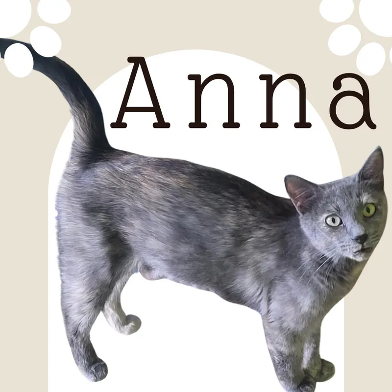 A young small-sized female Domestic Medium Hair cat named Anna for adoption in Tucson, AZ