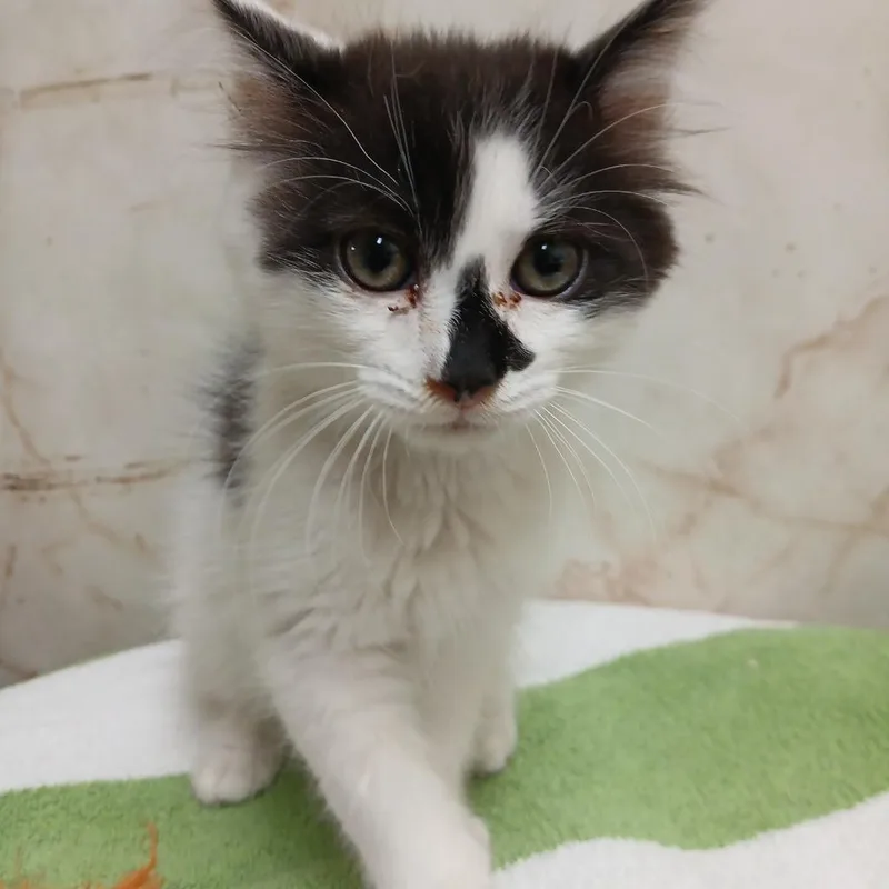 A baby small-sized male Domestic Long Hair cat named Sammy for adoption in Utica, MI