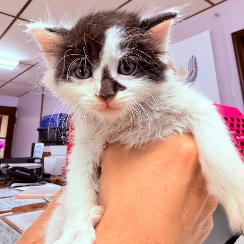 Sammy thumbnail 2