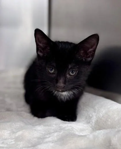 A baby small-sized male Black Domestic Short Hair cat named Bridger for adoption in Bishop, GA