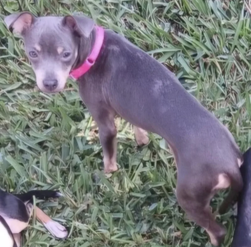 A baby small-sized female Gray / Blue / Silver Miniature Pinscher dog named Hazel for adoption in CORPUS CHRISTI, TX
