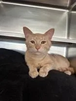A young medium-sized male Buff / Tan / Fawn Domestic Short Hair cat named Gert for adoption in Manitowoc, WI