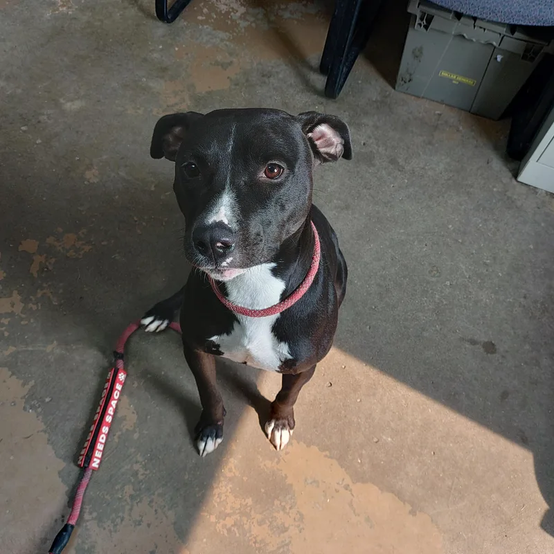 A young medium-sized male Black Pit Bull Terrier dog named 26-067 for adoption in Carrollton, OH