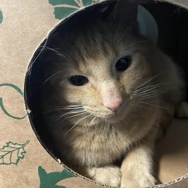 An adult medium-sized male Orange / Red Domestic Short Hair cat named Pansy for adoption in Saint Charles, MO