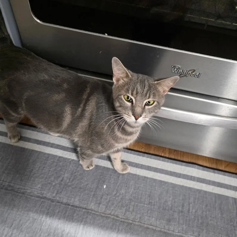 An adult medium-sized female Gray / Blue / Silver Domestic Short Hair cat named Dolma for adoption in Gainesville, FL