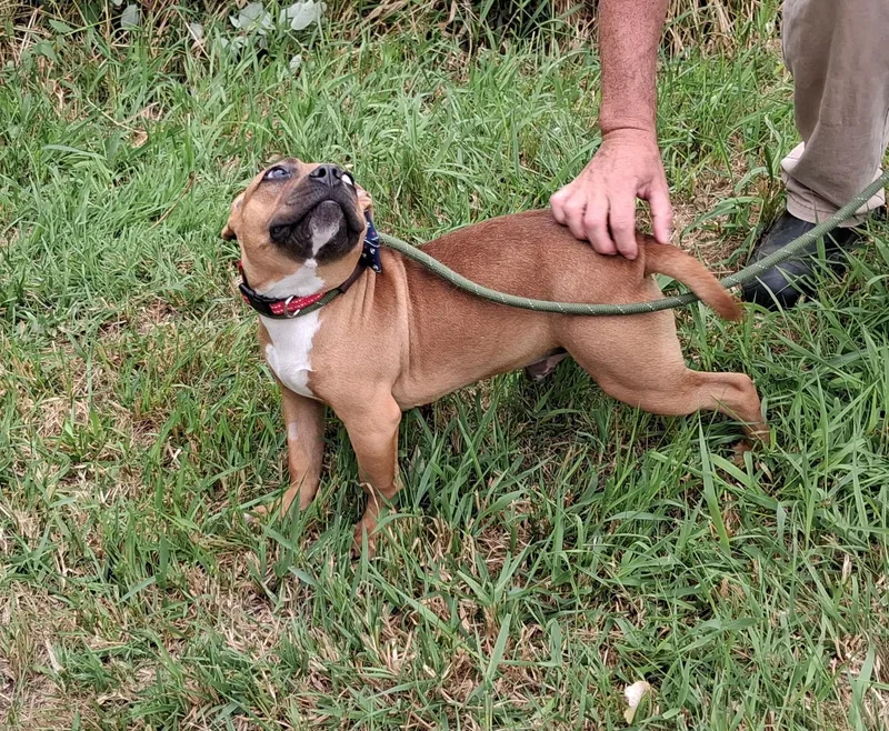 A young medium-sized male Golden French Bulldog dog named Georgie for adoption in Long Beach, WA