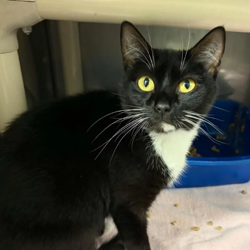A young medium-sized female Black Domestic Short Hair cat named Luna for adoption in Concord, NC