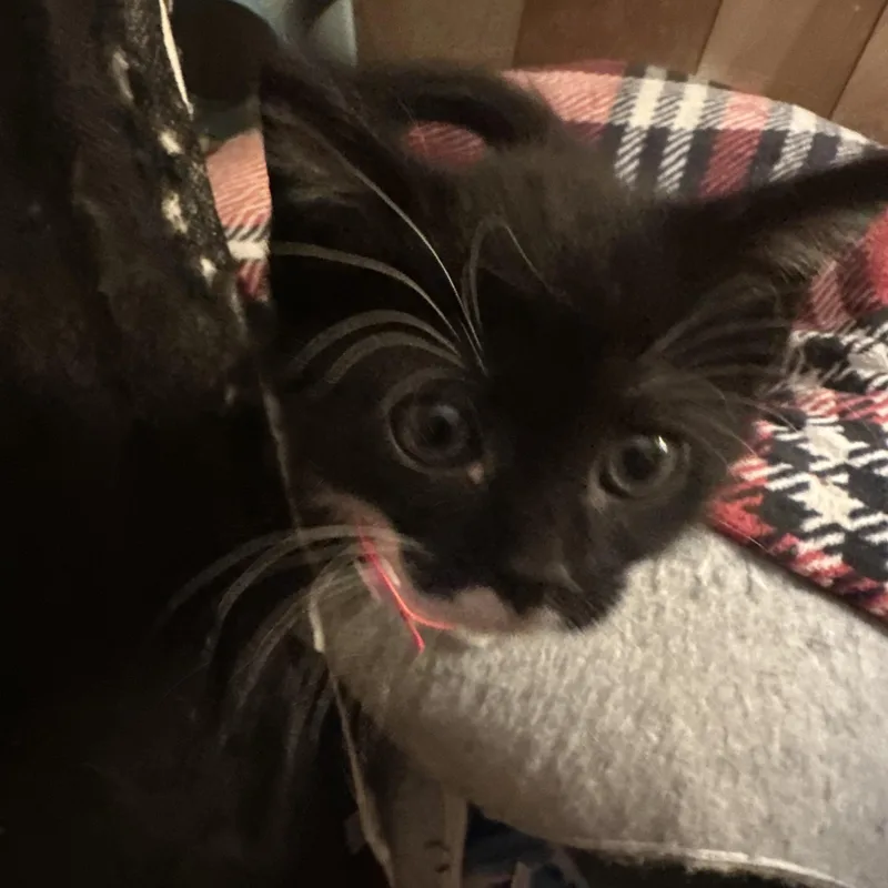 A baby small-sized female Black & White / Tuxedo Domestic Short Hair cat named Daisy for adoption in Pittsburgh, PA