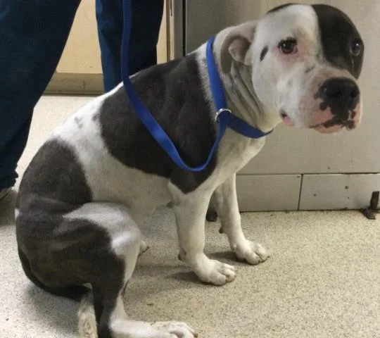 A young medium-sized female Pit Bull Terrier dog named Jamie for adoption in Riverside, CA