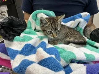 A baby small-sized male Domestic Short Hair cat named Steven for adoption in Norco, CA