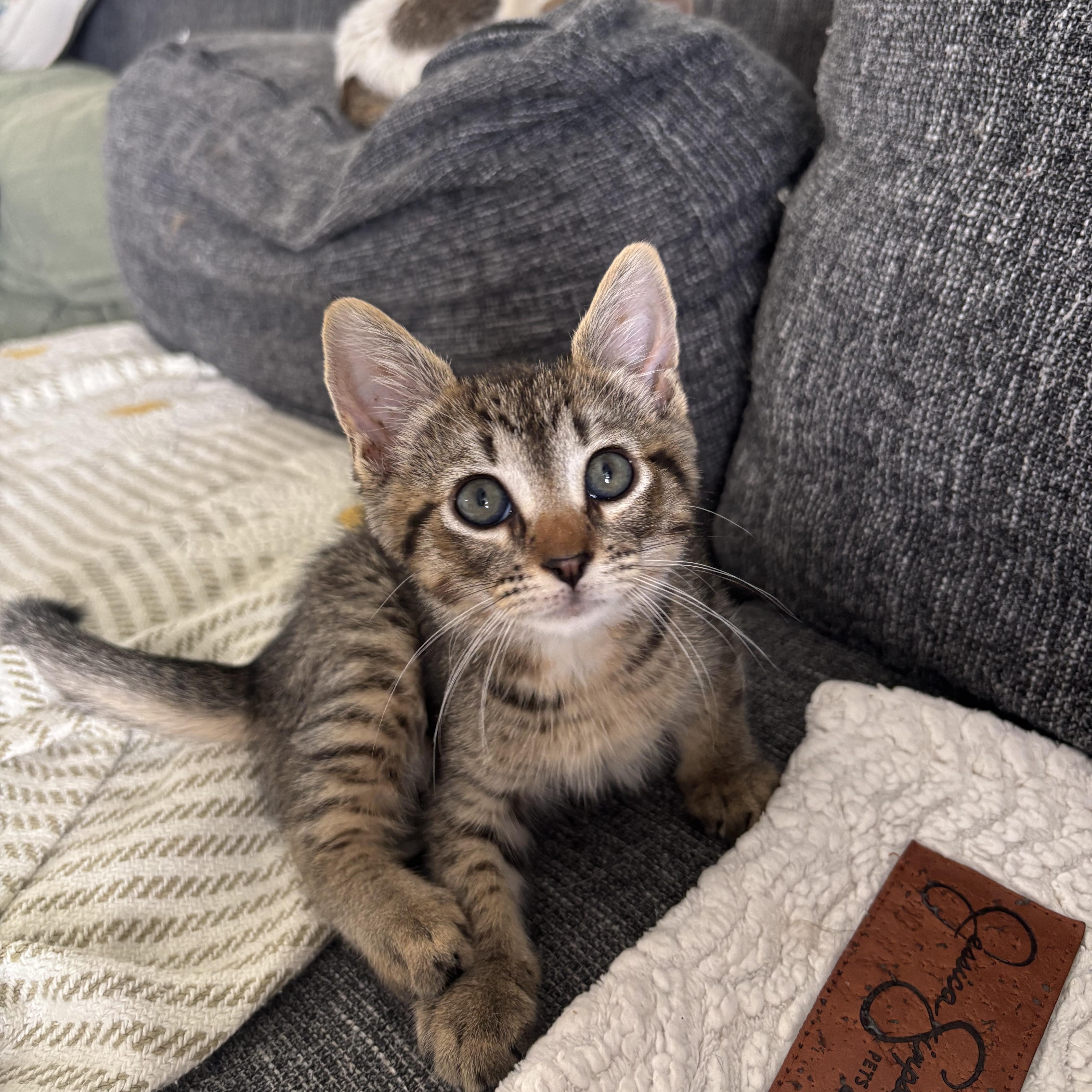 A baby medium-sized male Domestic Short Hair cat named Sharkboy for adoption in EWA BEACH, HI