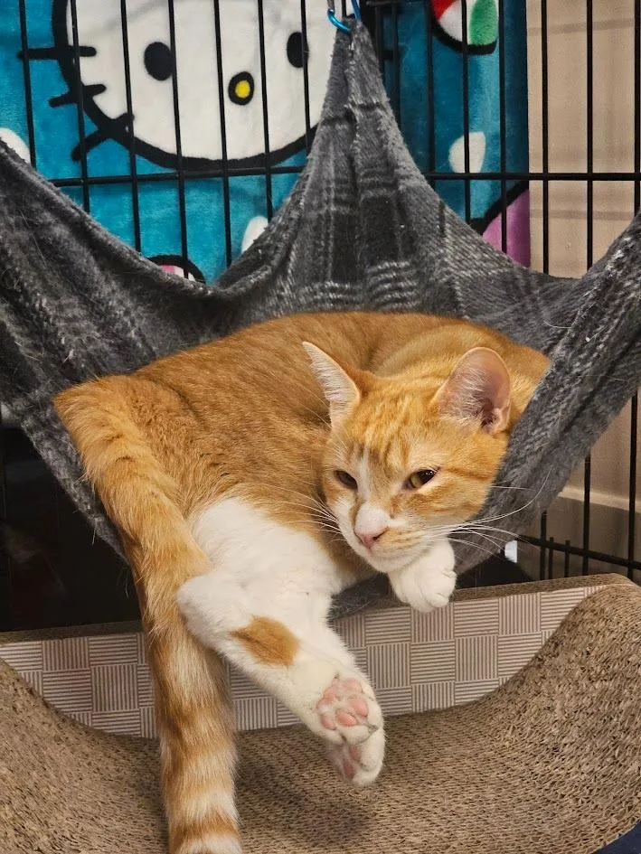 A young medium-sized female Domestic Short Hair cat named Maggie for adoption in St. Cloud, MN