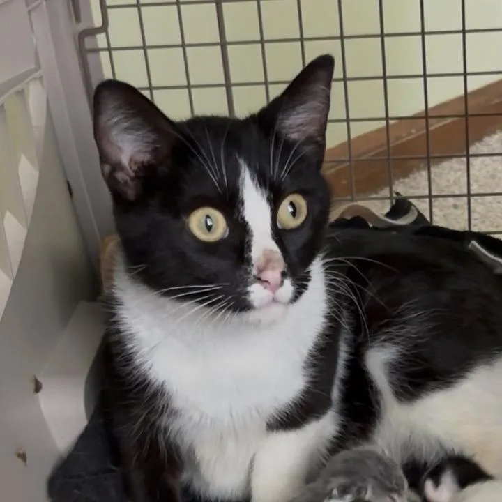 An adult medium-sized female Black Domestic Short Hair cat named Stella for adoption in Overland Park, KS