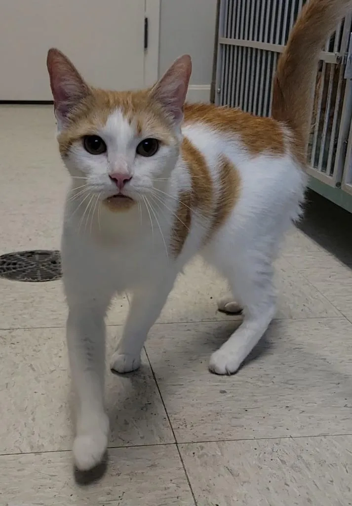 An adult medium-sized female Domestic Short Hair cat named Scallops for adoption in Sandusky, OH
