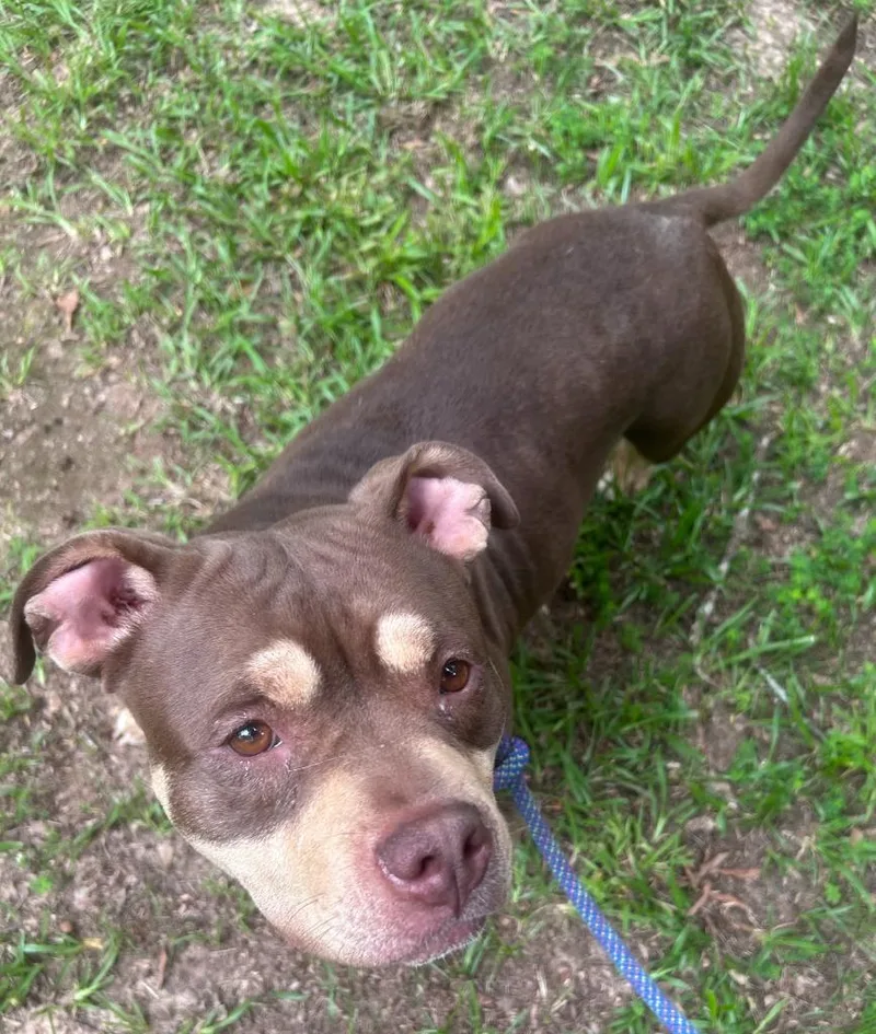 An adult medium-sized female Pit Bull Terrier dog named M.j. for adoption in Madison, GA
