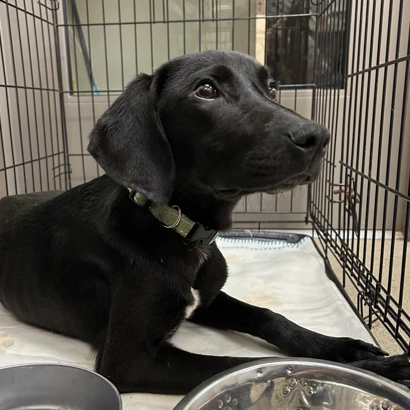 A young medium-sized female Black Hound dog named Verde for adoption in Lynchburg, VA