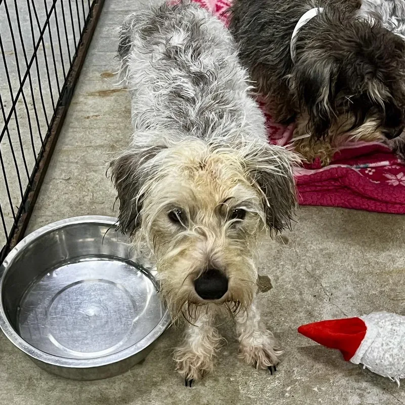 An adult small-sized male Miniature Schnauzer dog named Marty for adoption in Birmingham, AL