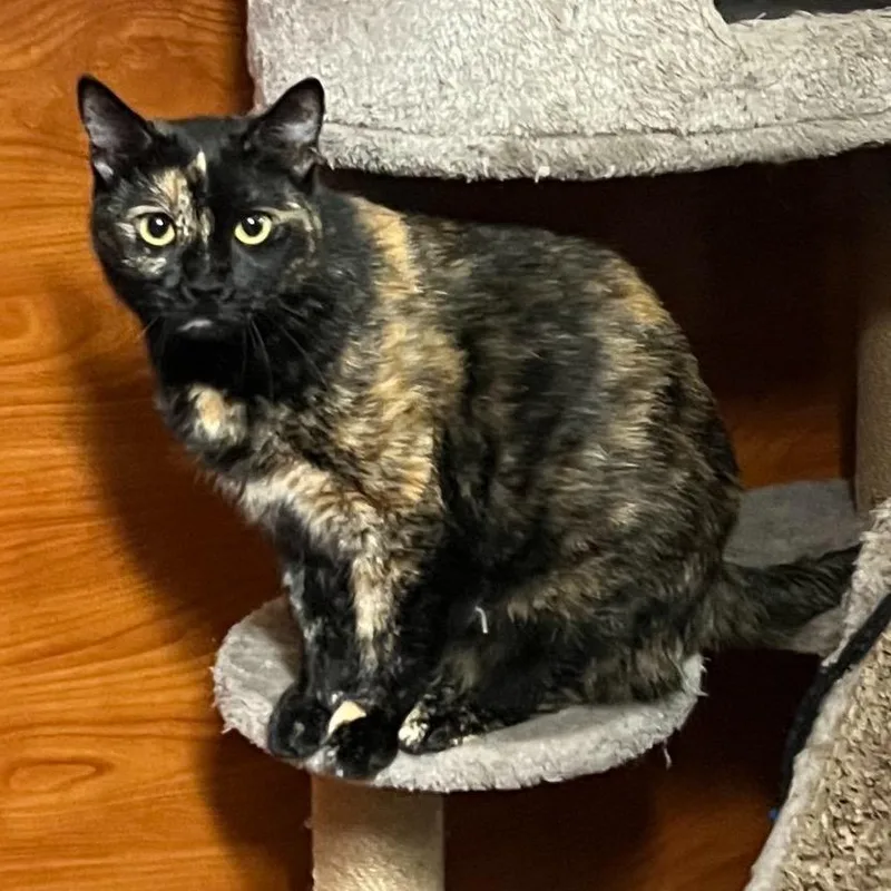 An adult large-sized female Tortoiseshell Domestic Short Hair cat named Norma for adoption in Hemet, CA
