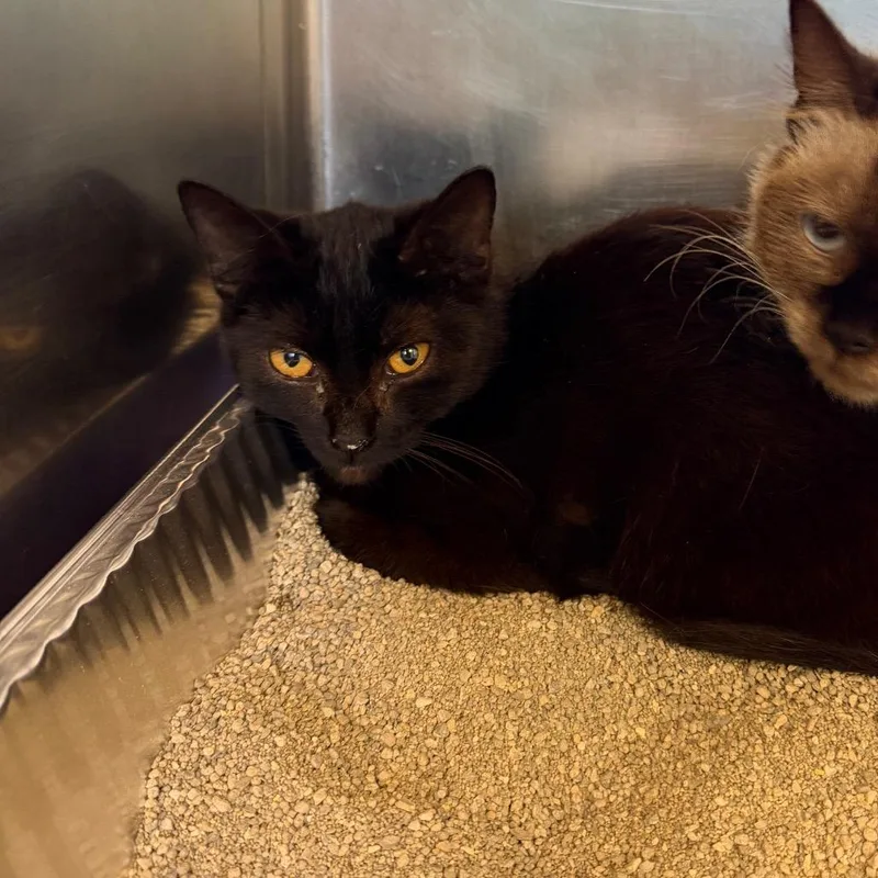 A baby medium-sized female Black Domestic Short Hair cat named SallieAnn for adoption in Parkersburg, WV