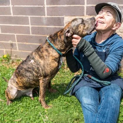 An adult large-sized male Mixed Breed dog named Thatcher for adoption in Chamblee, GA