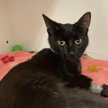 A young medium-sized female Black Domestic Short Hair cat named Cheddar for adoption in Long Beach, CA