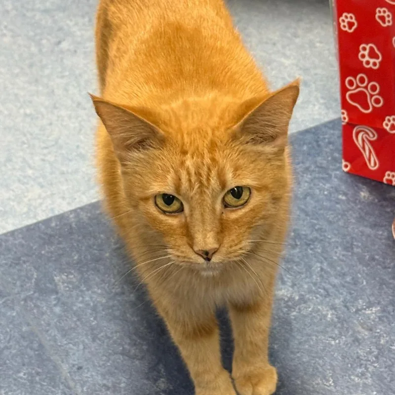 Ralphie Girl thumbnail 2