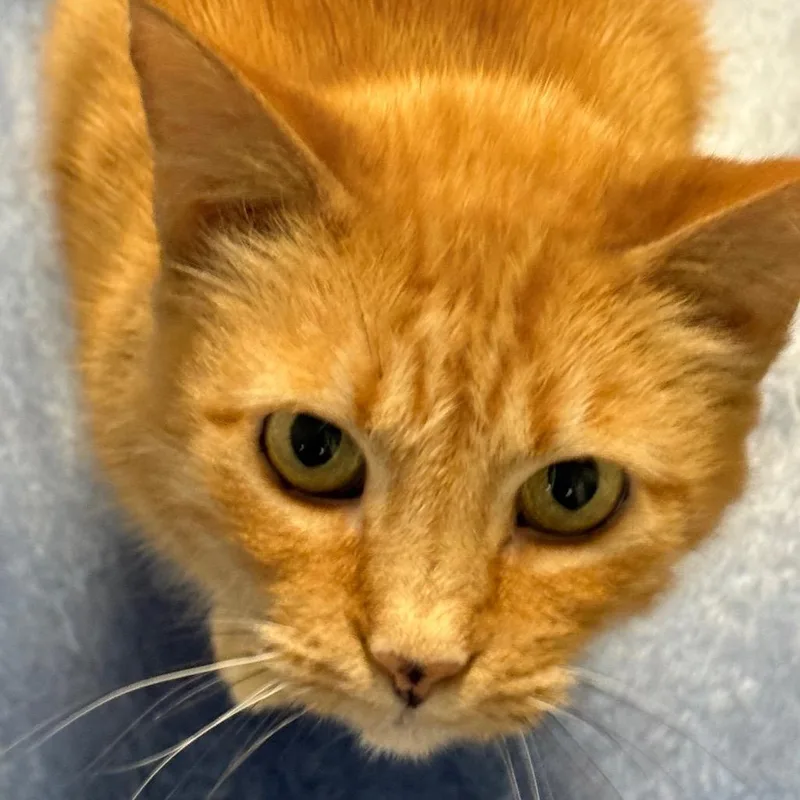 Ralphie Girl thumbnail 3