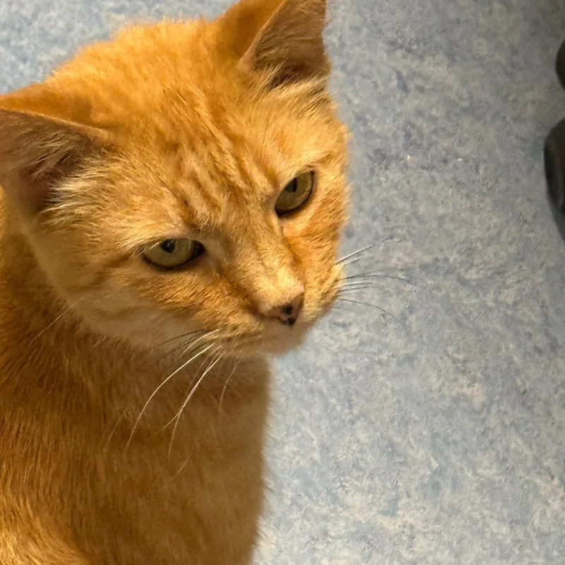 Ralphie Girl thumbnail 4