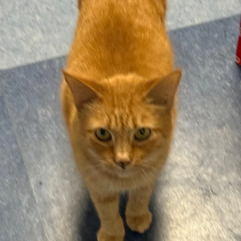 Ralphie Girl thumbnail 5