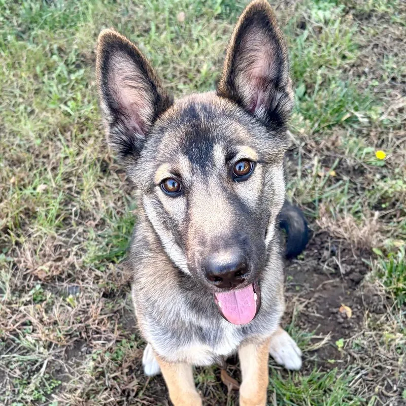 A young medium-sized female Sable German Shepherd Dog named Mrs. B for adoption in Pekin, IL