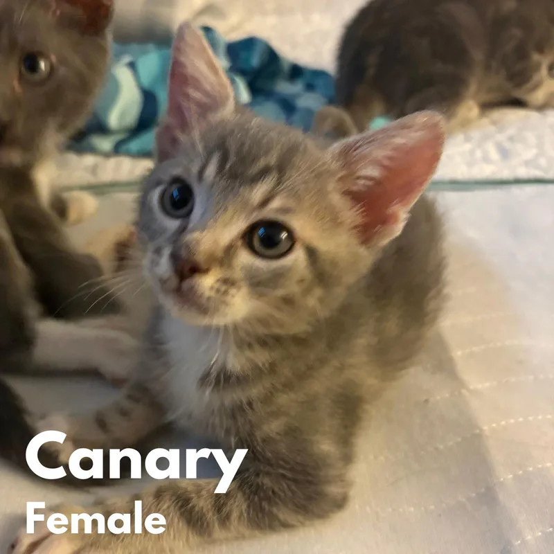 A baby medium-sized female Tabby (Gray / Blue / Silver) Domestic Short Hair cat named Canary for adoption in Saint Pete Beach, FL