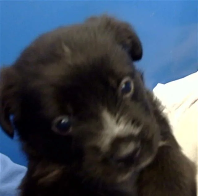 A baby medium-sized female Mixed Breed dog named Dawn for adoption in Dallas, TX