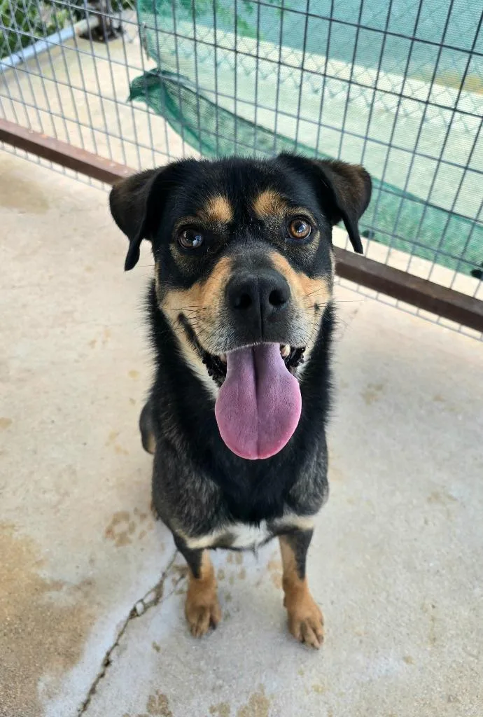 A young medium-sized male Rottweiler dog named Asher for adoption in Canyon Lake, TX