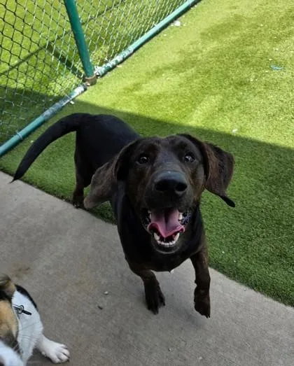 An adult medium-sized male Mixed Breed dog named Buddy for adoption in Independence, MO