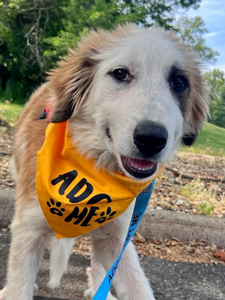 A baby large-sized female Great Pyrenees dog named Elora for adoption in Ewing, NJ