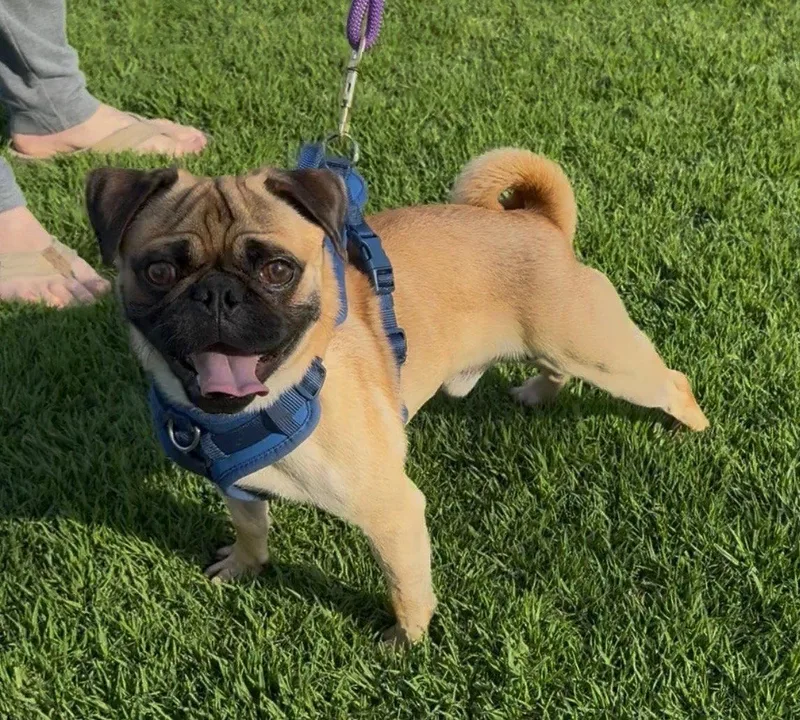 An adult small-sized male Pug dog named Pugsley for adoption in Capistrano Beach, CA