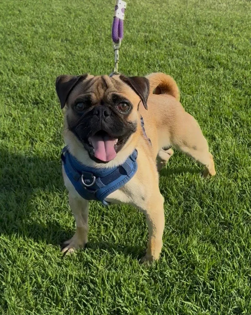 Pugsley thumbnail 2