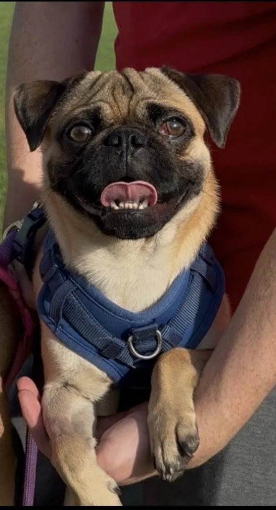 Pugsley thumbnail 3