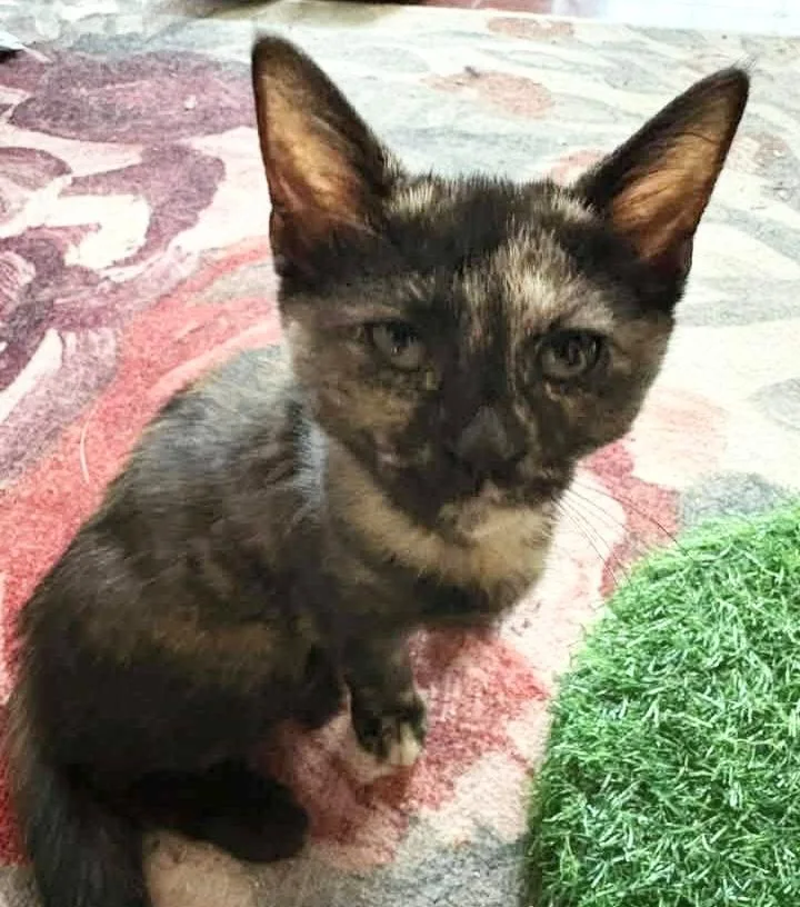 A baby medium-sized female Tortoiseshell Domestic Short Hair cat named Rosella for adoption in Breinigsville, PA