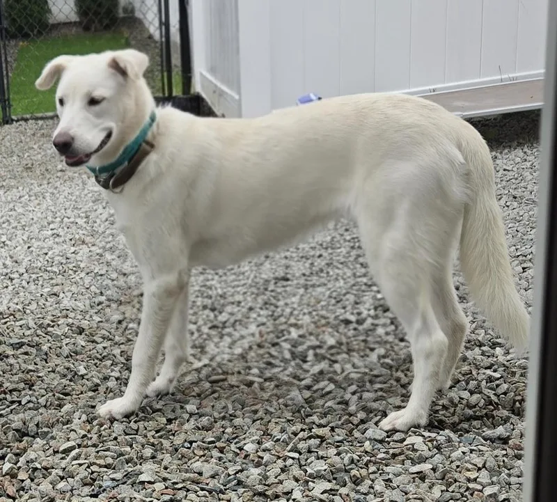 A baby medium-sized female Great Pyrenees dog named Jill for adoption in Norfolk, MA